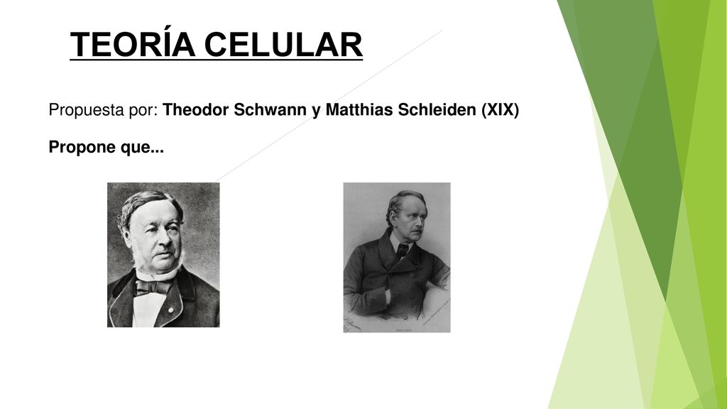 TEORÍA CELULAR Propuesta por: Theodor Schwann y Matthias Schleiden (XIX) Propone que...
