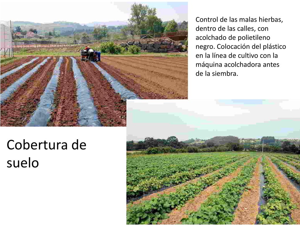 Control de las malas hierbas, dentro de las calles, con acolchado de polietileno negro. Colocación del plástico en la línea de cultivo con la máquina acolchadora antes de la siembra.