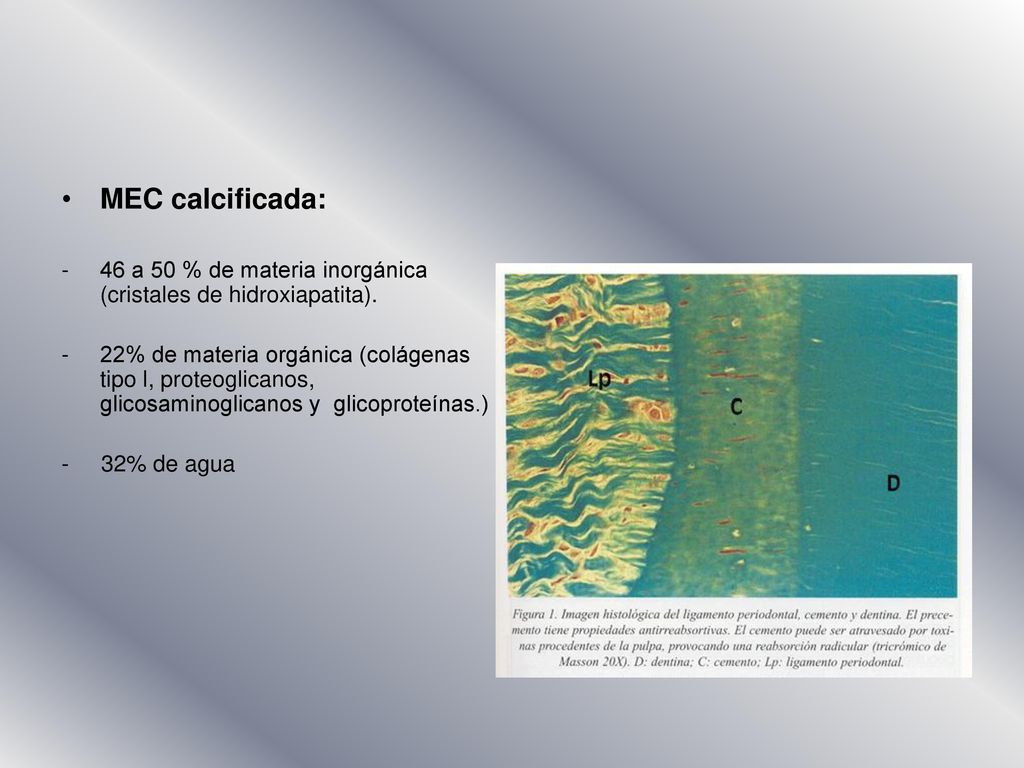 MEC calcificada: 46 a 50 % de materia inorgánica (cristales de hidroxiapatita).