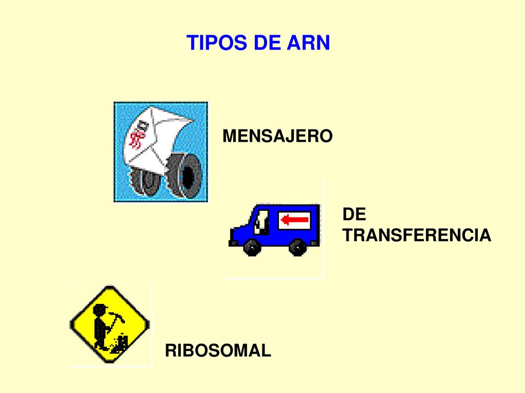 TIPOS DE ARN MENSAJERO DE TRANSFERENCIA RIBOSOMAL