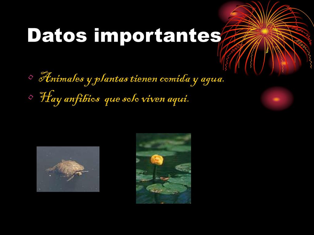 Datos importantes Animales y plantas tienen comida y agua.