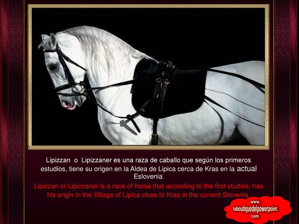 Lipizzan o Lipizzaner es una raza de caballo que según los primeros estudios, tiene su origen en la Aldea de Lipica cerca de Kras en la actual Eslovenia.