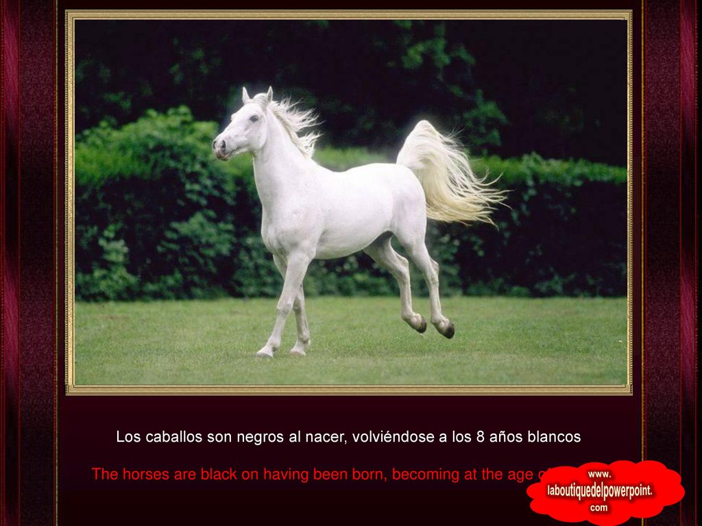 Los caballos son negros al nacer, volviéndose a los 8 años blancos