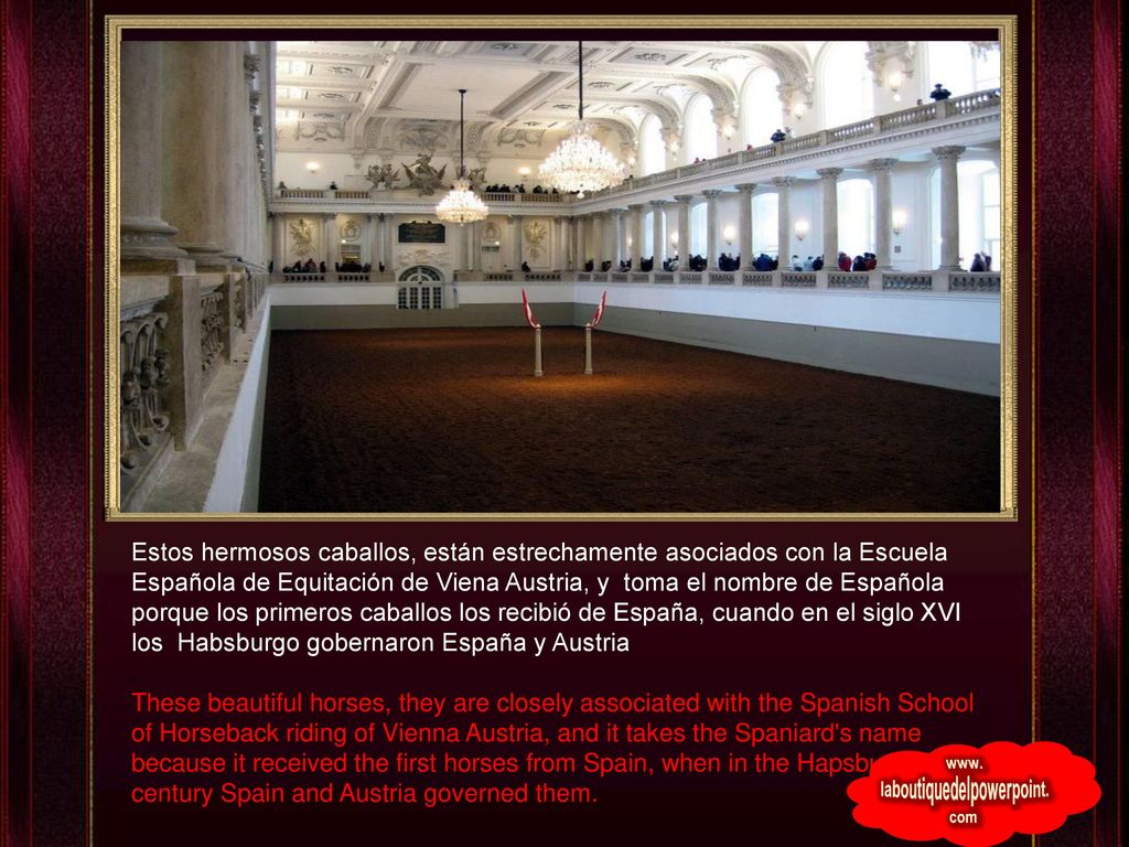Estos hermosos caballos, están estrechamente asociados con la Escuela Española de Equitación de Viena Austria, y toma el nombre de Española porque los primeros caballos los recibió de España, cuando en el siglo XVI los Habsburgo gobernaron España y Austria