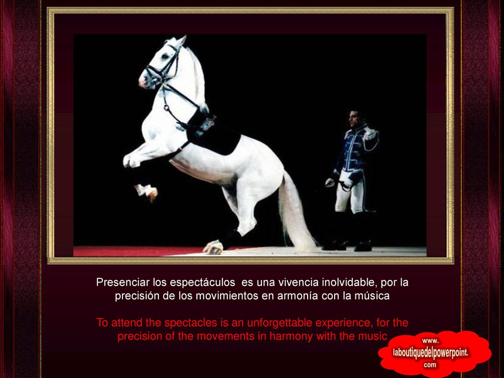Presenciar los espectáculos es una vivencia inolvidable, por la precisión de los movimientos en armonía con la música