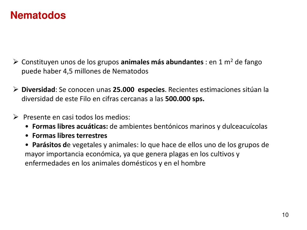 Nematodos Constituyen unos de los grupos animales más abundantes : en 1 m2 de fango puede haber 4,5 millones de Nematodos.