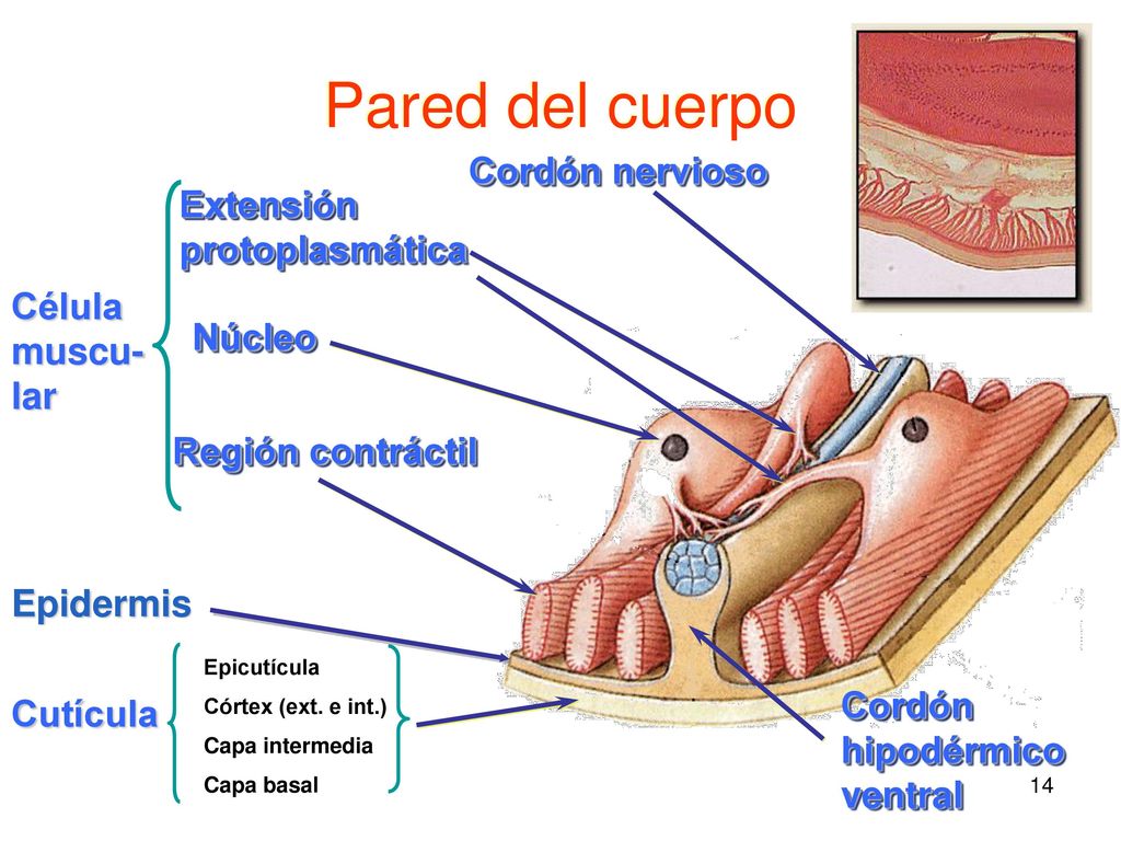 Pared del cuerpo Cordón nervioso Extensión protoplasmática