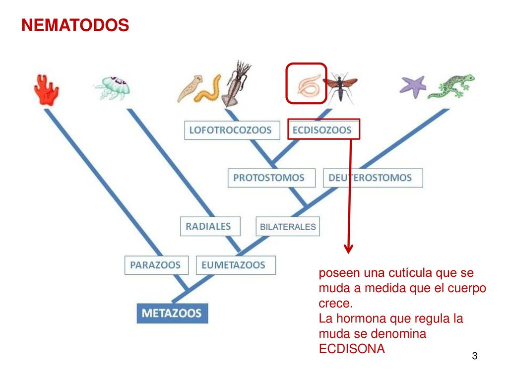 NEMATODOS poseen una cutícula que se muda a medida que el cuerpo crece. La hormona que regula la muda se denomina ECDISONA.