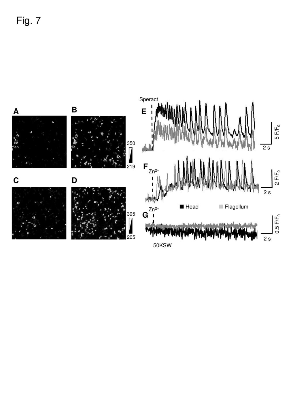 Fig. 7 A B E F C D G Speract 5 F/F0 2 s Zn2+ 2 F/F0 2 s