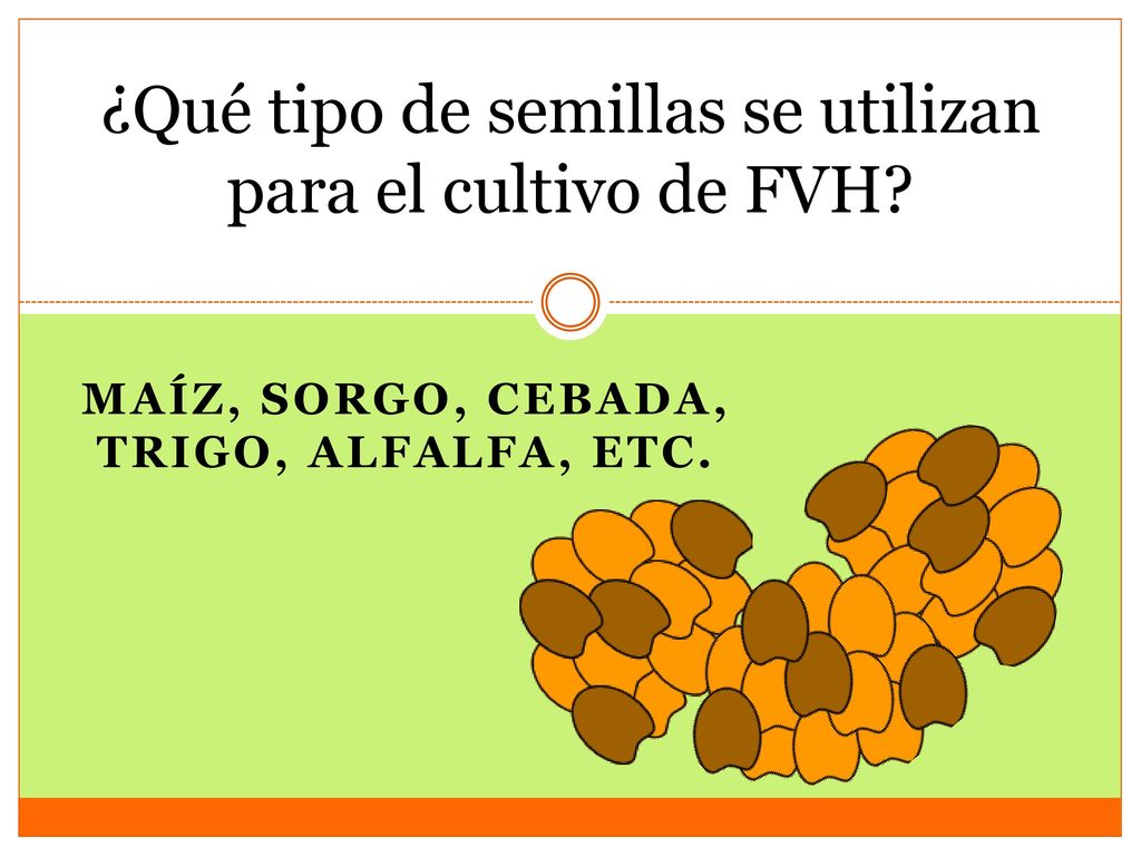 ¿Qué tipo de semillas se utilizan para el cultivo de FVH