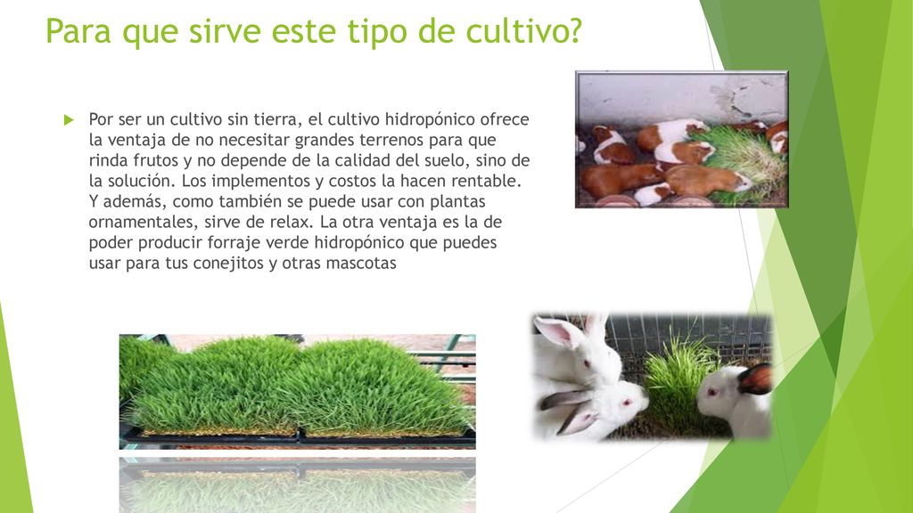 Para que sirve este tipo de cultivo