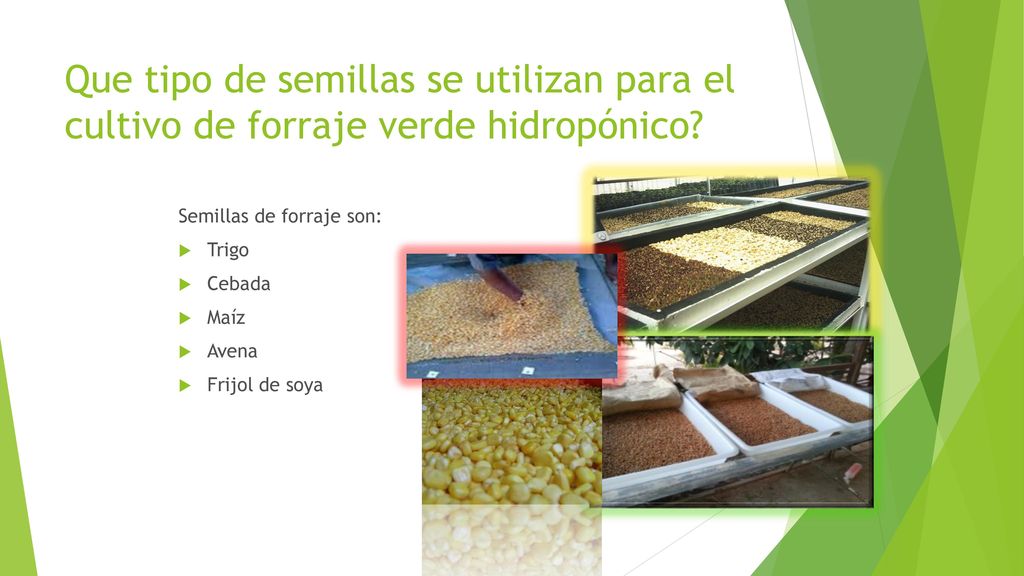 Que tipo de semillas se utilizan para el cultivo de forraje verde hidropónico