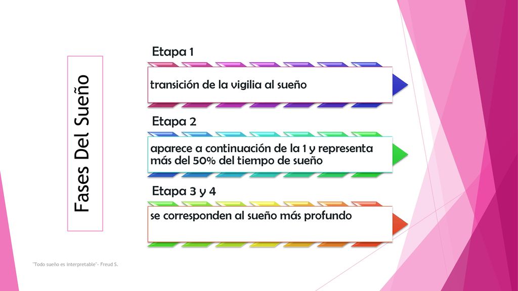Fases Del Sueño Etapa 1 Etapa 2 Etapa 3 y 4