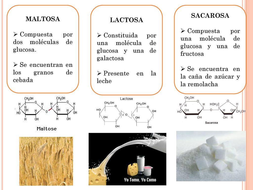 MALTOSA Compuesta por dos moléculas de glucosa. Se encuentran en los granos de cebada. LACTOSA.