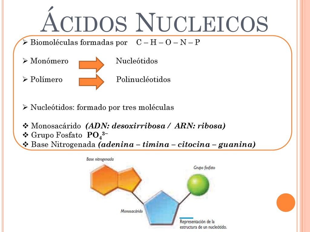 Ácidos Nucleicos Biomoléculas formadas por C – H – O – N – P