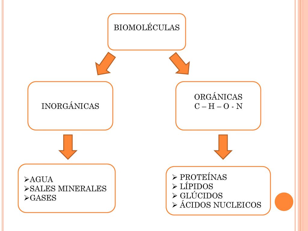 BIOMOLÉCULAS INORGÁNICAS. ORGÁNICAS. C – H – O - N. AGUA. SALES MINERALES. GASES. PROTEÍNAS. LÍPIDOS.