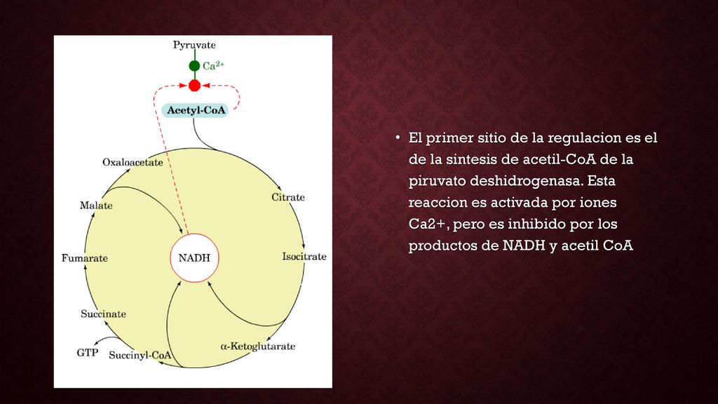 El primer sitio de la regulacion es el de la sintesis de acetil-CoA de la piruvato deshidrogenasa.