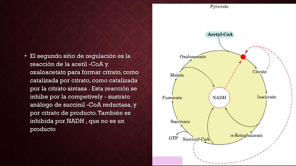 El segundo sitio de regulación es la reacción de la acetil -CoA y oxaloacetato para formar citrato, como catalizada por citrato, como catalizada por la citrato sintasa .