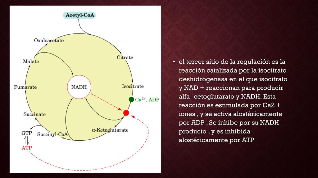el tercer sitio de la regulación es la reacción catalizada por la isocitrato deshidrogenasa en el que isocitrato y NAD + reaccionan para producir alfa- cetoglutarato y NADH.