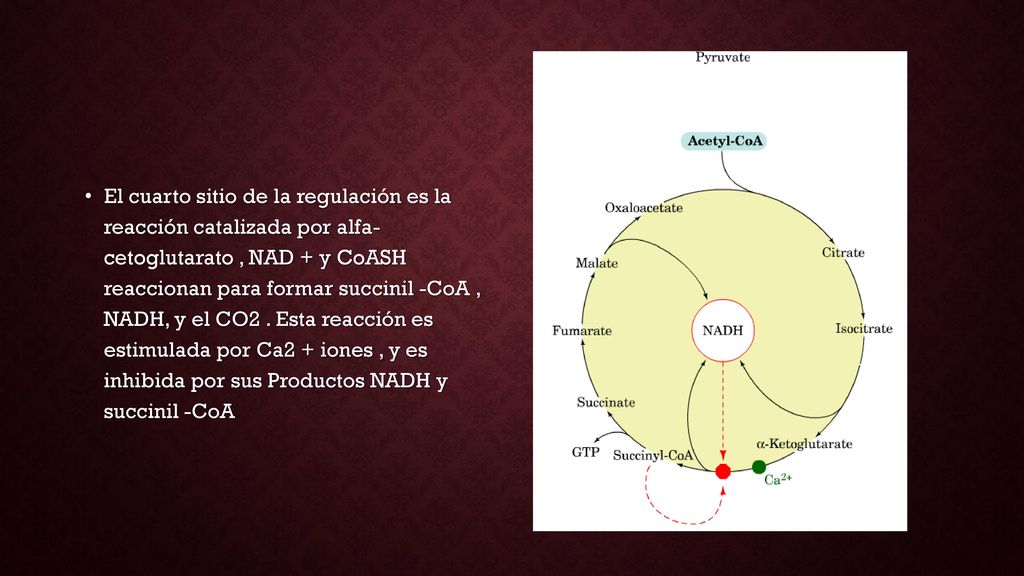 El cuarto sitio de la regulación es la reacción catalizada por alfa- cetoglutarato , NAD + y CoASH reaccionan para formar succinil -CoA , NADH, y el CO2 .