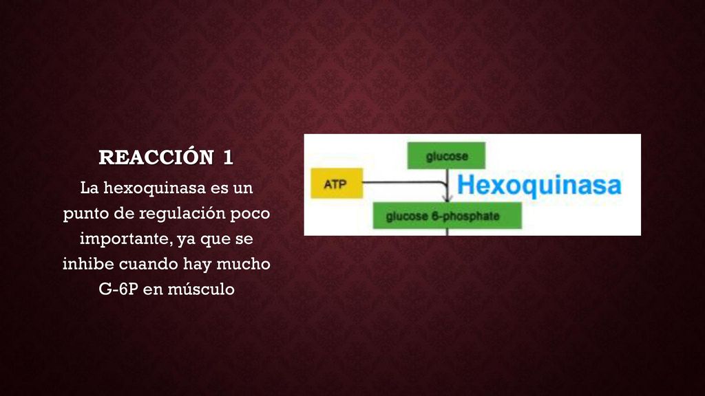 REACCIÓN 1 La hexoquinasa es un punto de regulación poco importante, ya que se inhibe cuando hay mucho G-6P en músculo.