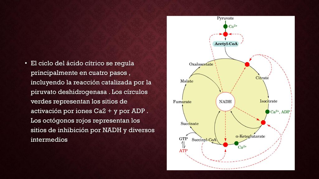El ciclo del ácido cítrico se regula principalmente en cuatro pasos , incluyendo la reacción catalizada por la piruvato deshidrogenasa .