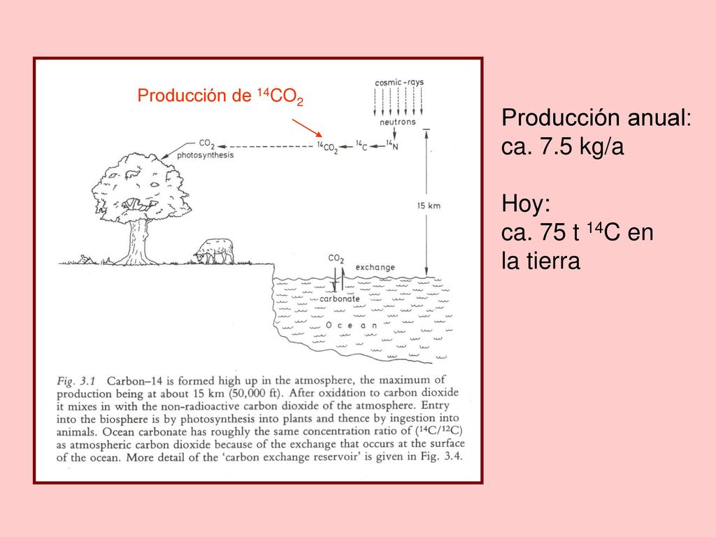 Producción anual: ca. 7.5 kg/a Hoy: ca. 75 t 14C en la tierra