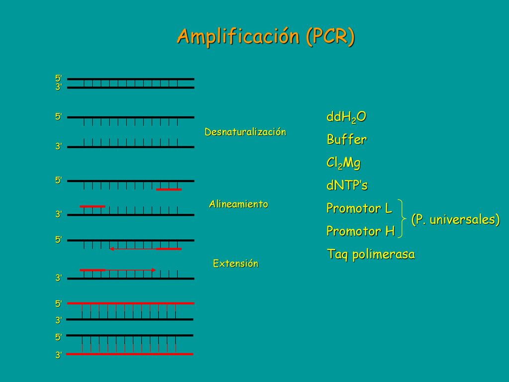 Amplificación (PCR) ddH2O Buffer Cl2Mg dNTP’s Promotor L Promotor H