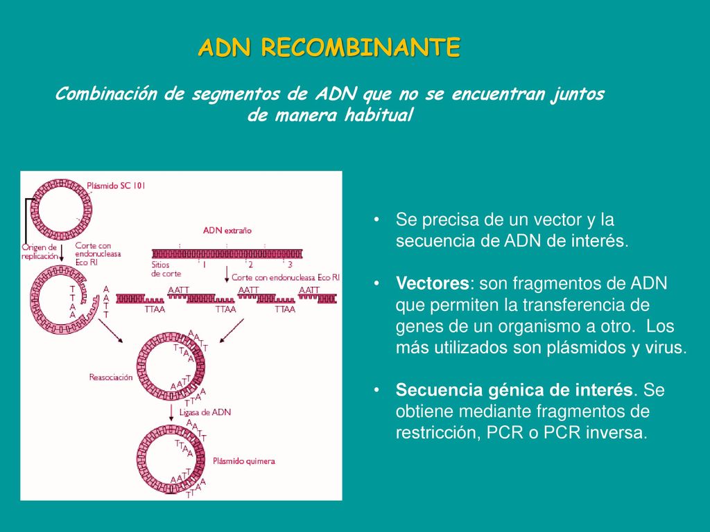 ADN RECOMBINANTE Combinación de segmentos de ADN que no se encuentran juntos de manera habitual.