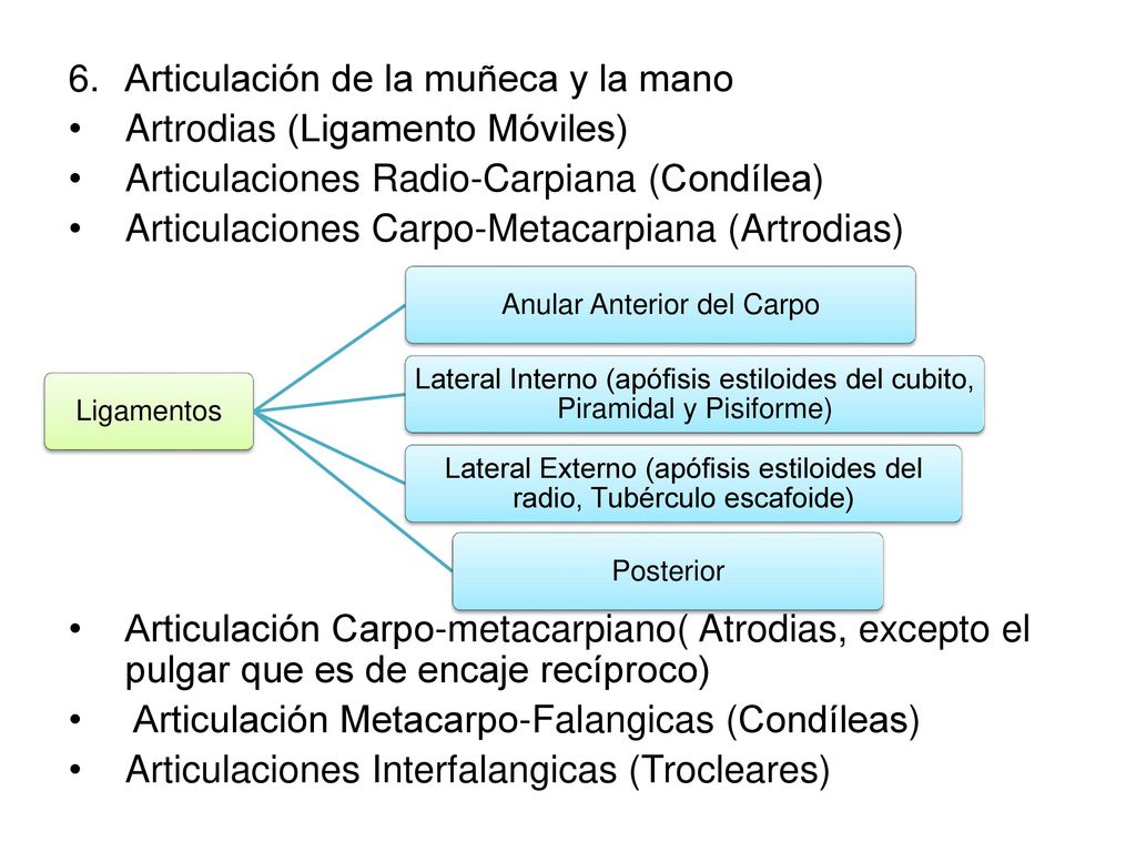 Articulación de la muñeca y la mano Artrodias (Ligamento Móviles)
