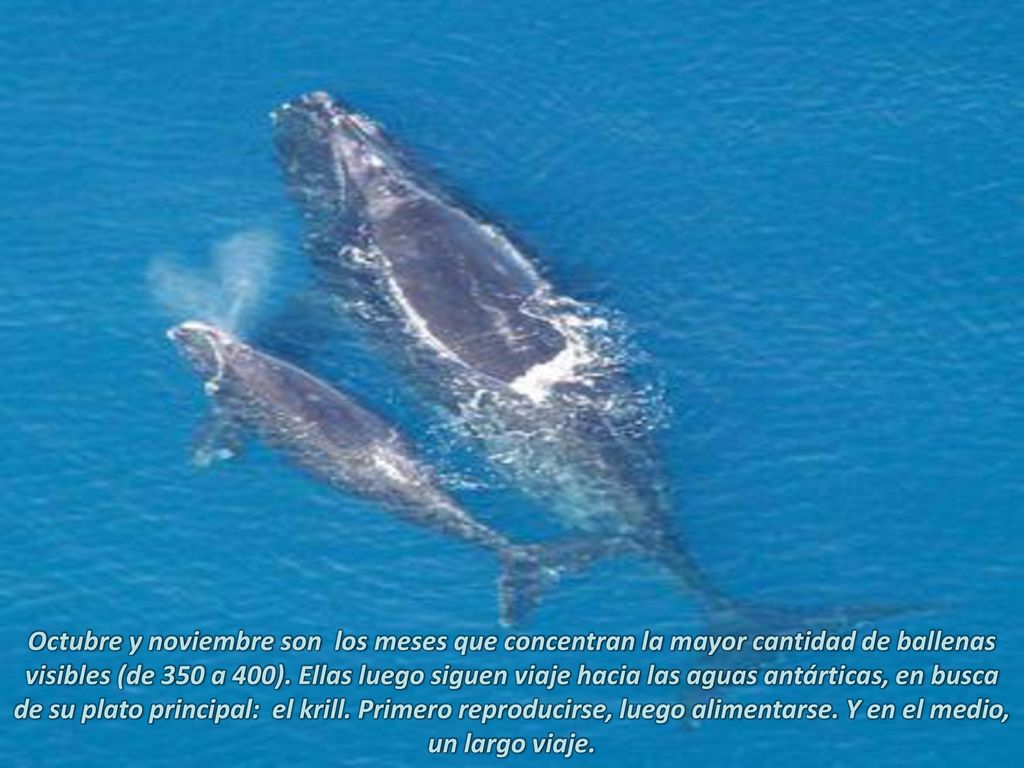 Octubre y noviembre son los meses que concentran la mayor cantidad de ballenas visibles (de 350 a 400).