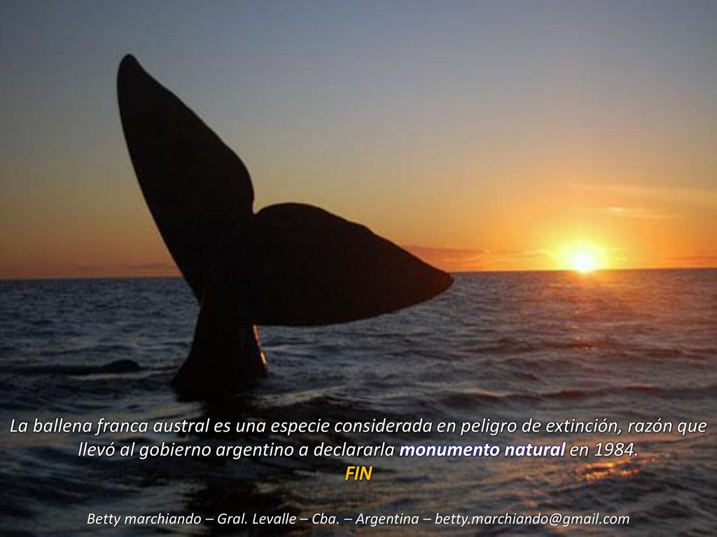 La ballena franca austral es una especie considerada en peligro de extinción, razón que llevó al gobierno argentino a declararla monumento natural en 1984.