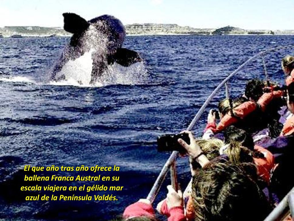 El que año tras año ofrece la ballena Franca Austral en su escala viajera en el gélido mar azul de la Península Valdés.