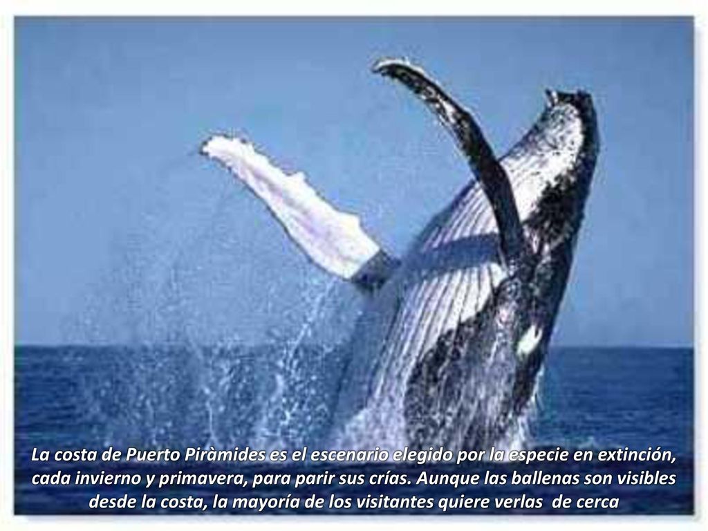 La costa de Puerto Piràmides es el escenario elegido por la especie en extinción, cada invierno y primavera, para parir sus crías.
