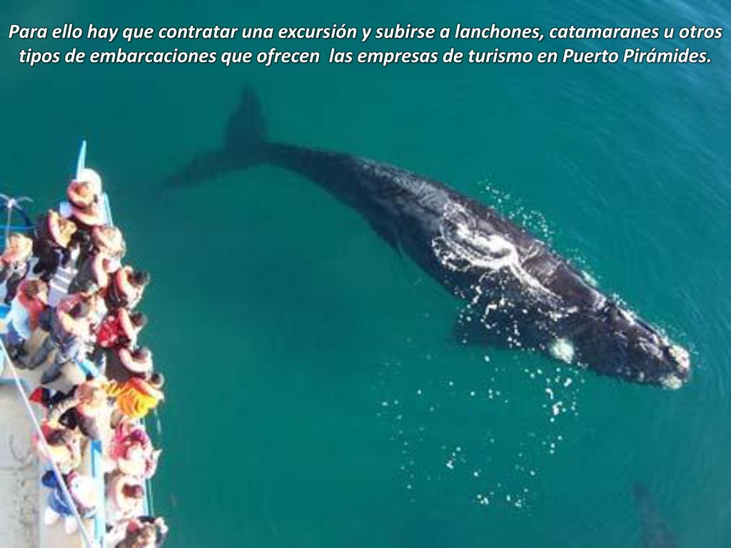 Para ello hay que contratar una excursión y subirse a lanchones, catamaranes u otros tipos de embarcaciones que ofrecen las empresas de turismo en Puerto Pirámides.