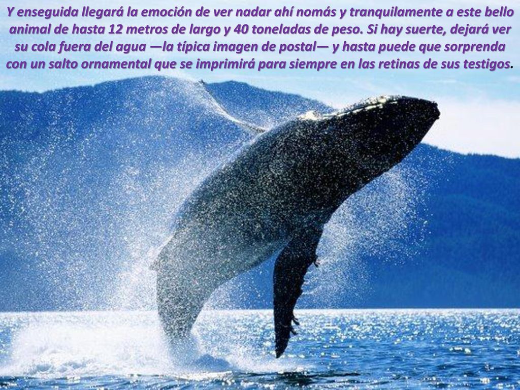 Y enseguida llegará la emoción de ver nadar ahí nomás y tranquilamente a este bello animal de hasta 12 metros de largo y 40 toneladas de peso.