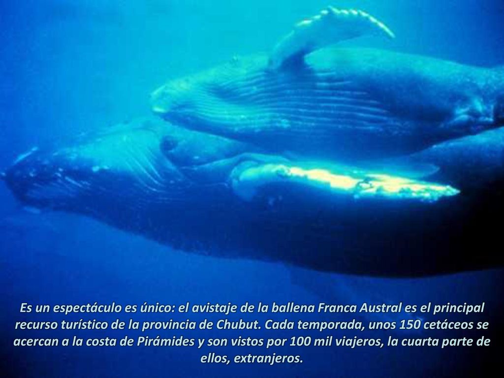 Es un espectáculo es único: el avistaje de la ballena Franca Austral es el principal recurso turístico de la provincia de Chubut.