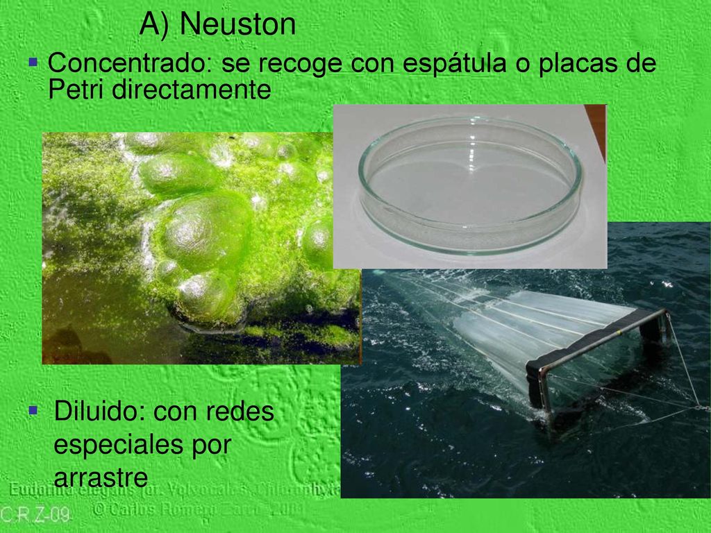Concentrado: se recoge con espátula o placas de Petri directamente
