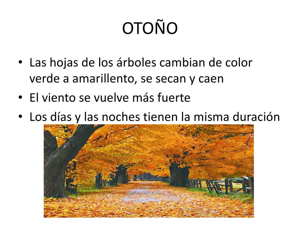 OTOÑO Las hojas de los árboles cambian de color verde a amarillento, se secan y caen. El viento se vuelve más fuerte.