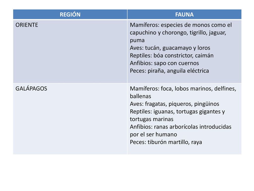 REGIÓN FAUNA. ORIENTE. Mamíferos: especies de monos como el capuchino y chorongo, tigrillo, jaguar, puma.