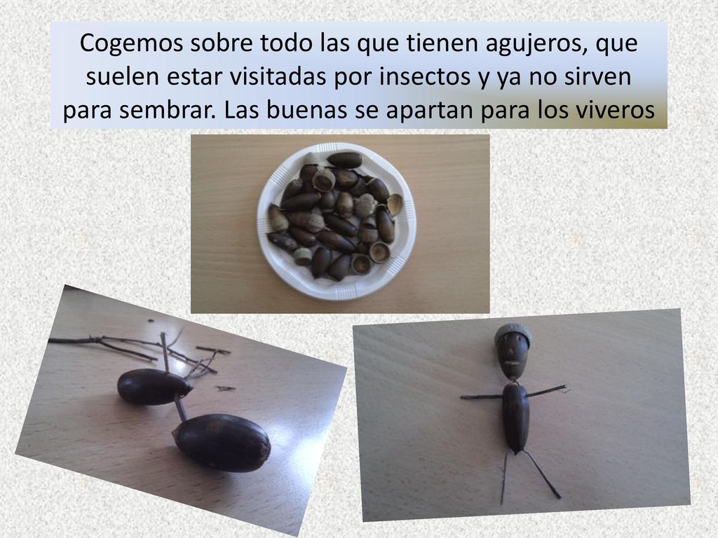 Cogemos sobre todo las que tienen agujeros, que suelen estar visitadas por insectos y ya no sirven para sembrar.
