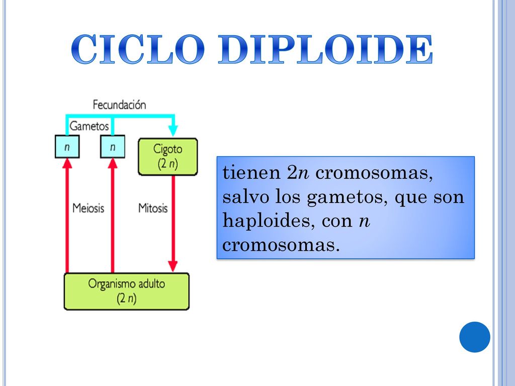 CICLO DIPLOIDE tienen 2n cromosomas, salvo los gametos, que son haploides, con n cromosomas.