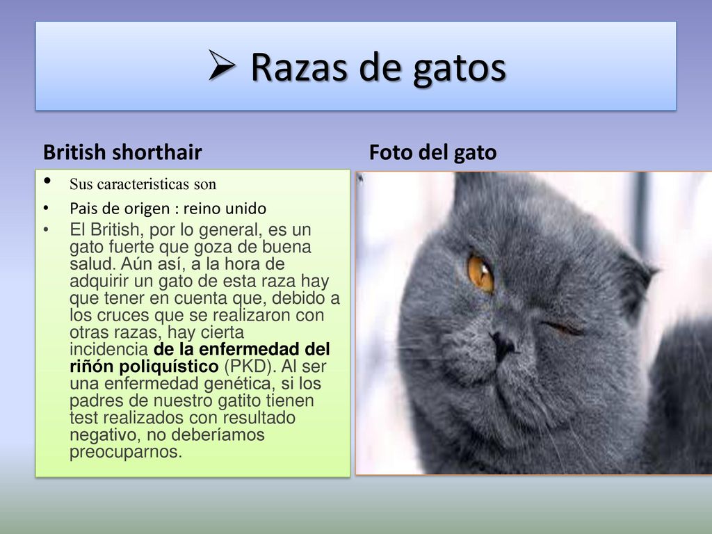 Razas de gatos Sus caracteristicas son British shorthair Foto del gato