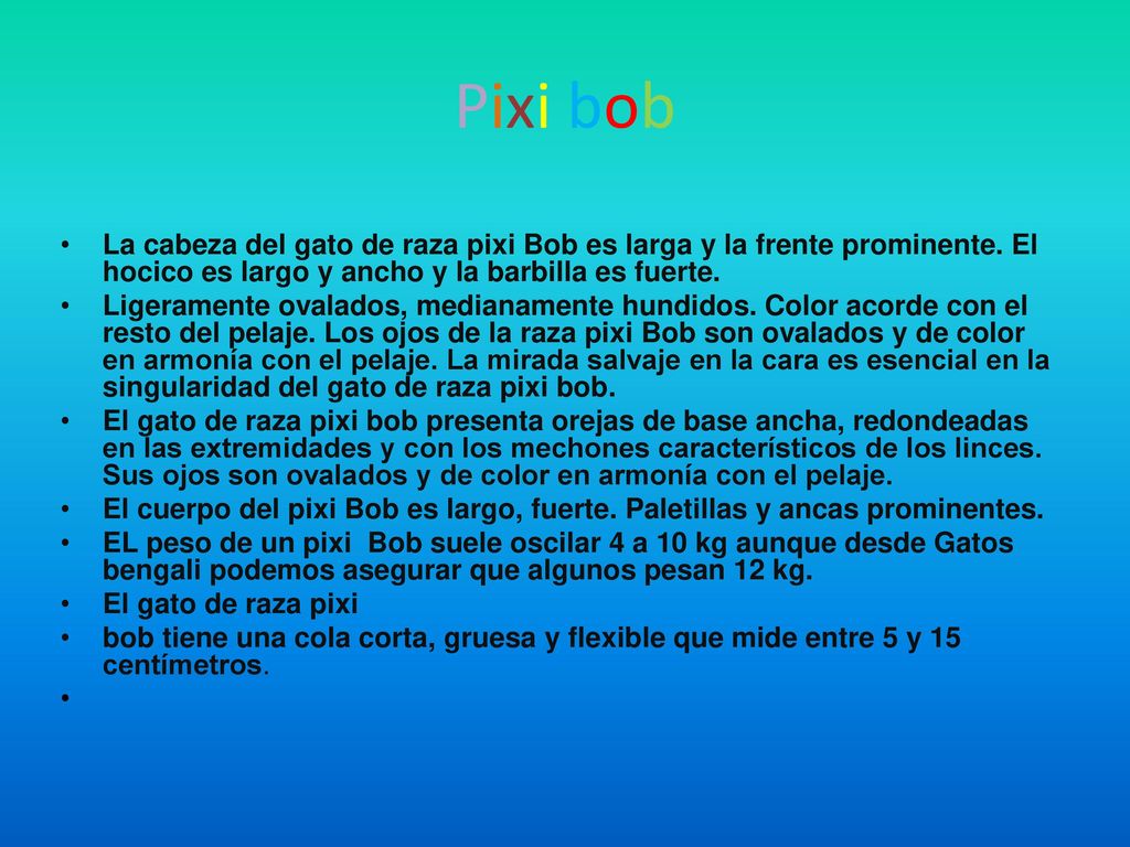 Pixi bob La cabeza del gato de raza pixi Bob es larga y la frente prominente. El hocico es largo y ancho y la barbilla es fuerte.