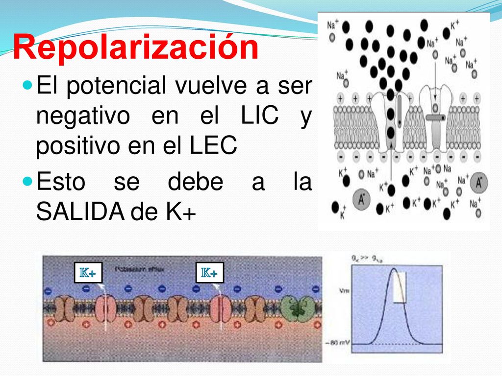 Repolarización El potencial vuelve a ser negativo en el LIC y positivo en el LEC. Esto se debe a la SALIDA de K+