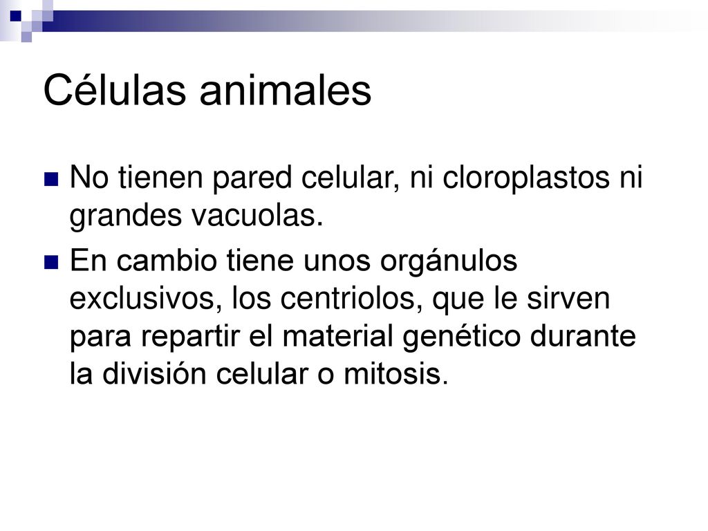Células animales No tienen pared celular, ni cloroplastos ni grandes vacuolas.