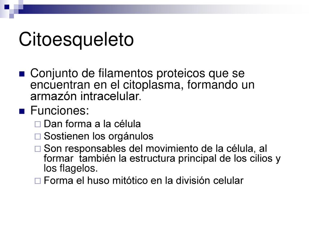 Citoesqueleto Conjunto de filamentos proteicos que se encuentran en el citoplasma, formando un armazón intracelular.