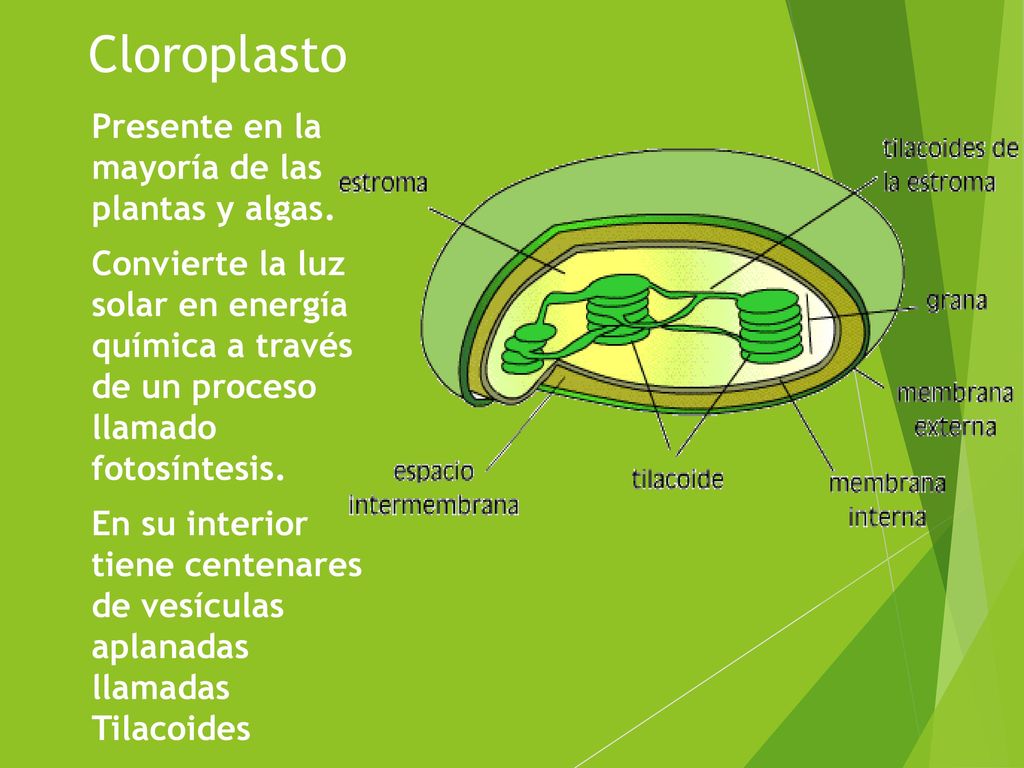 Cloroplasto Presente en la mayoría de las plantas y algas.