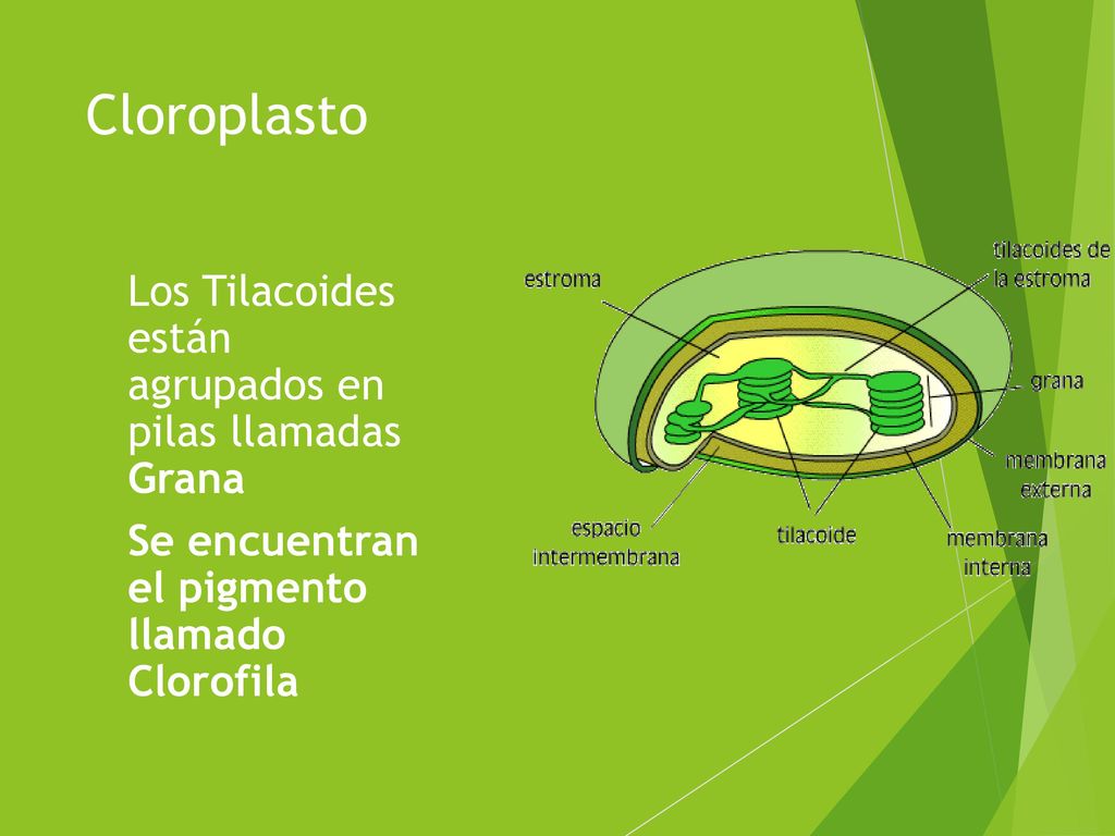 Cloroplasto Los Tilacoides están agrupados en pilas llamadas Grana