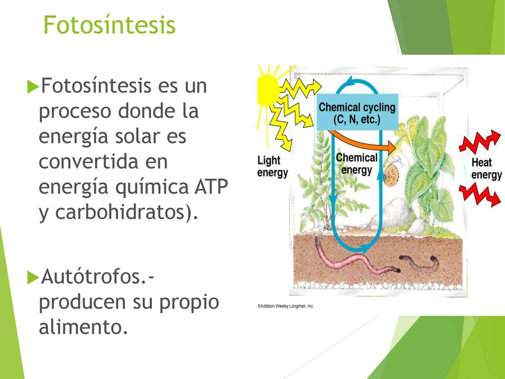 Fotosíntesis Fotosíntesis es un proceso donde la energía solar es convertida en energía química ATP y carbohidratos).